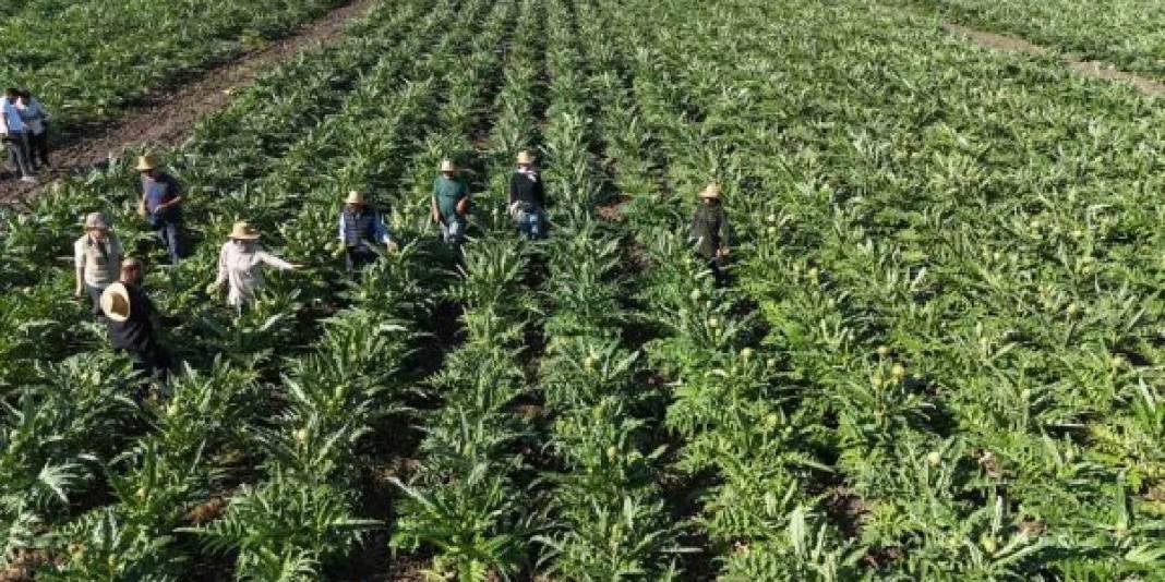 7 yıl ürün almak için çabaladı! 120 dönümde ilk hasat heyecanı yaşıyor 2